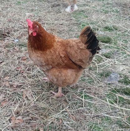 chickens