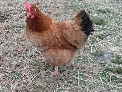 chickens