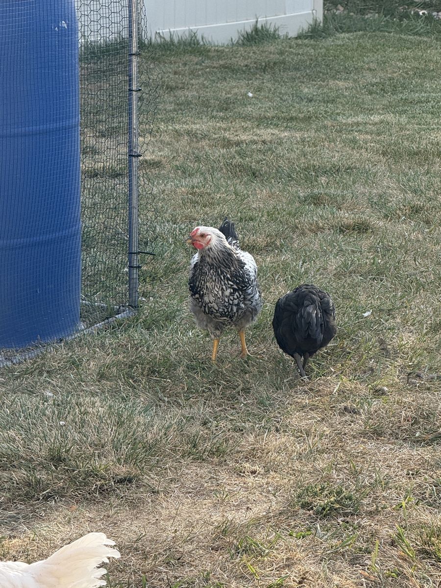 Free Roosters