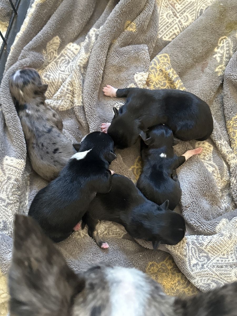 AKC chihuahua puppies