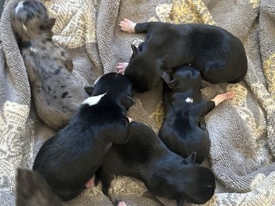 AKC chihuahua puppies