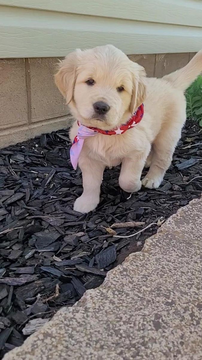 AKC Golden Retrievers