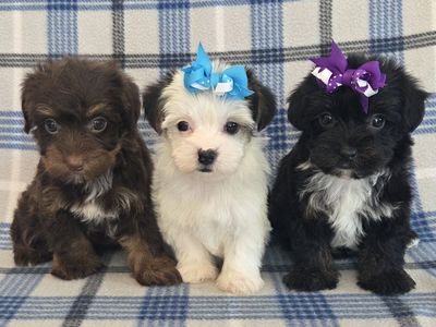 Gorgeous Yorkshire Terrier Puppies! Unique Colors!