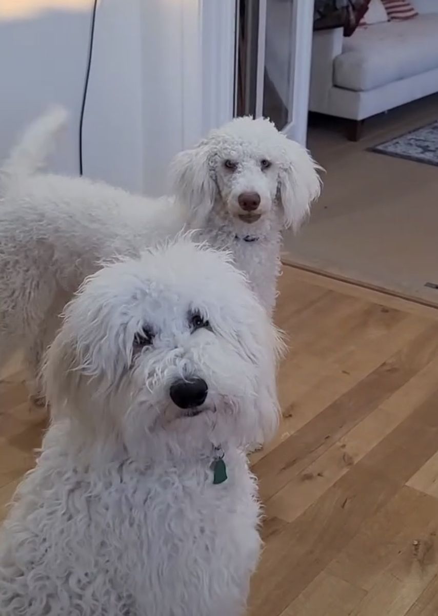 Bernadoodles, White, 3 Years Old