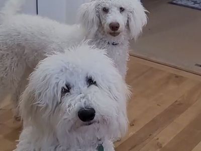 Bernadoodles, White, 3 Years Old