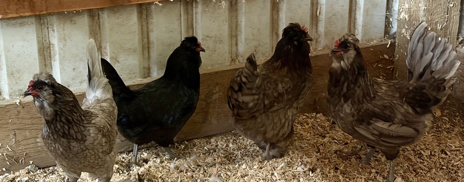 Four laying hens