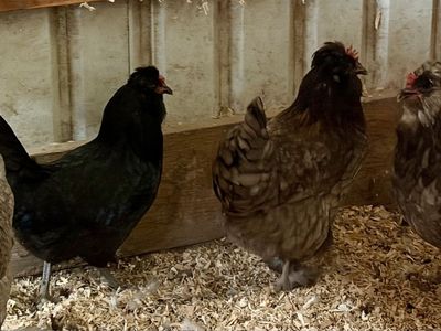 Four laying hens