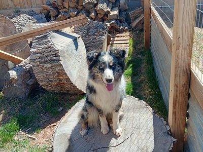 Purebred nine month old australian shepherd