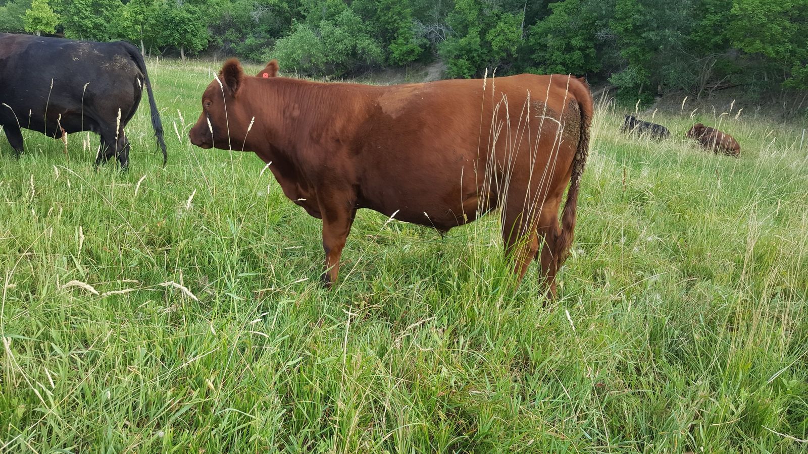 Pasture Raised Red Angus Beef Shares