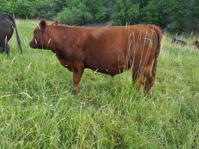 Pasture Raised Red Angus Beef Shares