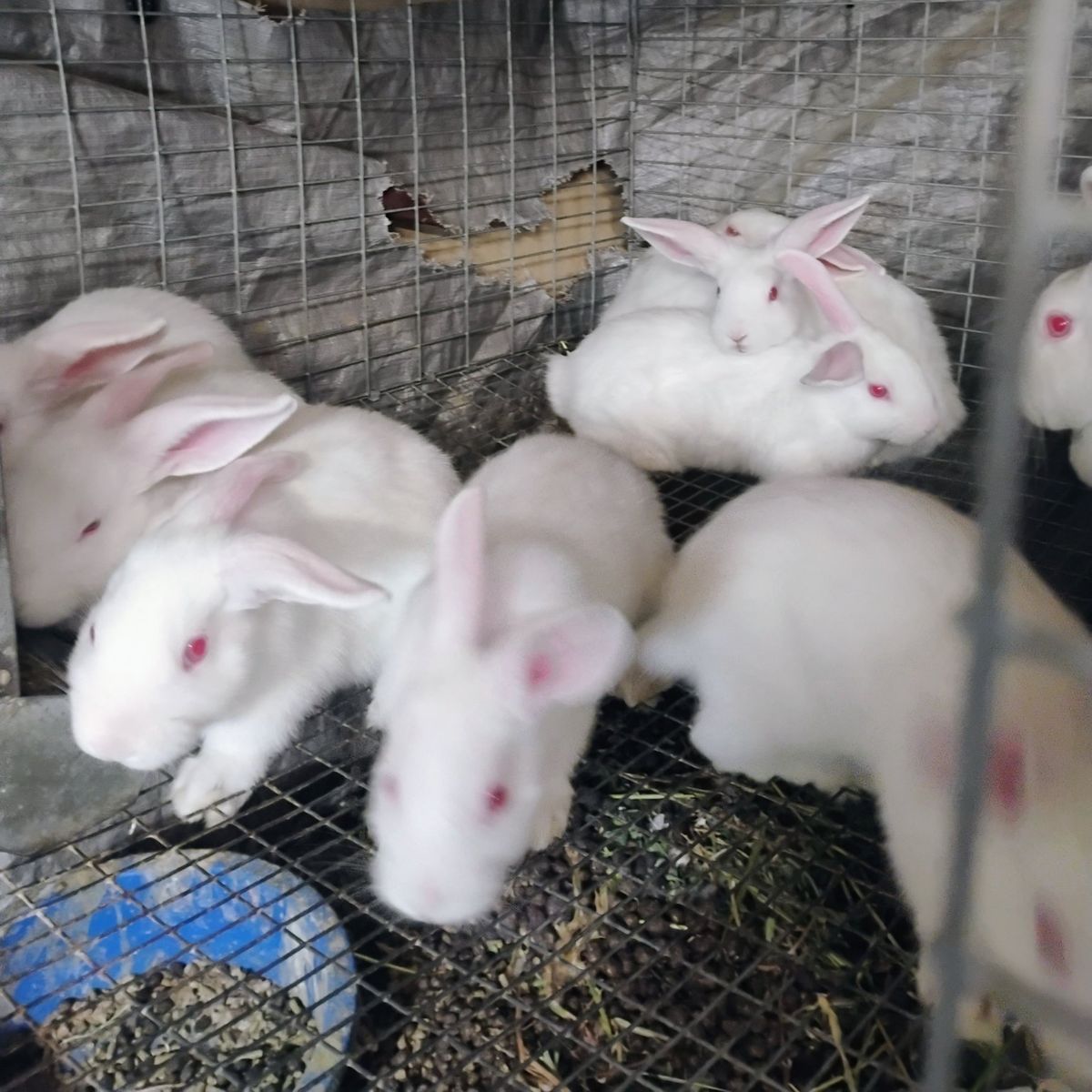 Purebred Pedigreed New Zealand White Bunny Rabbits