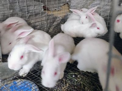 Purebred Pedigreed New Zealand White Bunny Rabbits