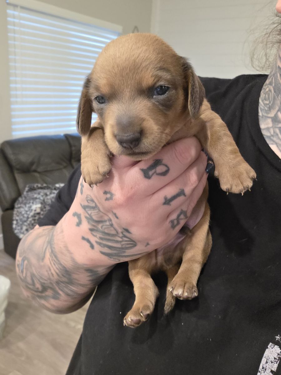BOY MINI DACHSHUNDS