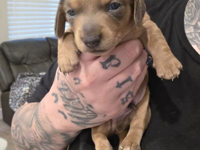 BOY MINI DACHSHUNDS