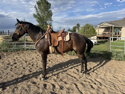 AQHA GELDING
