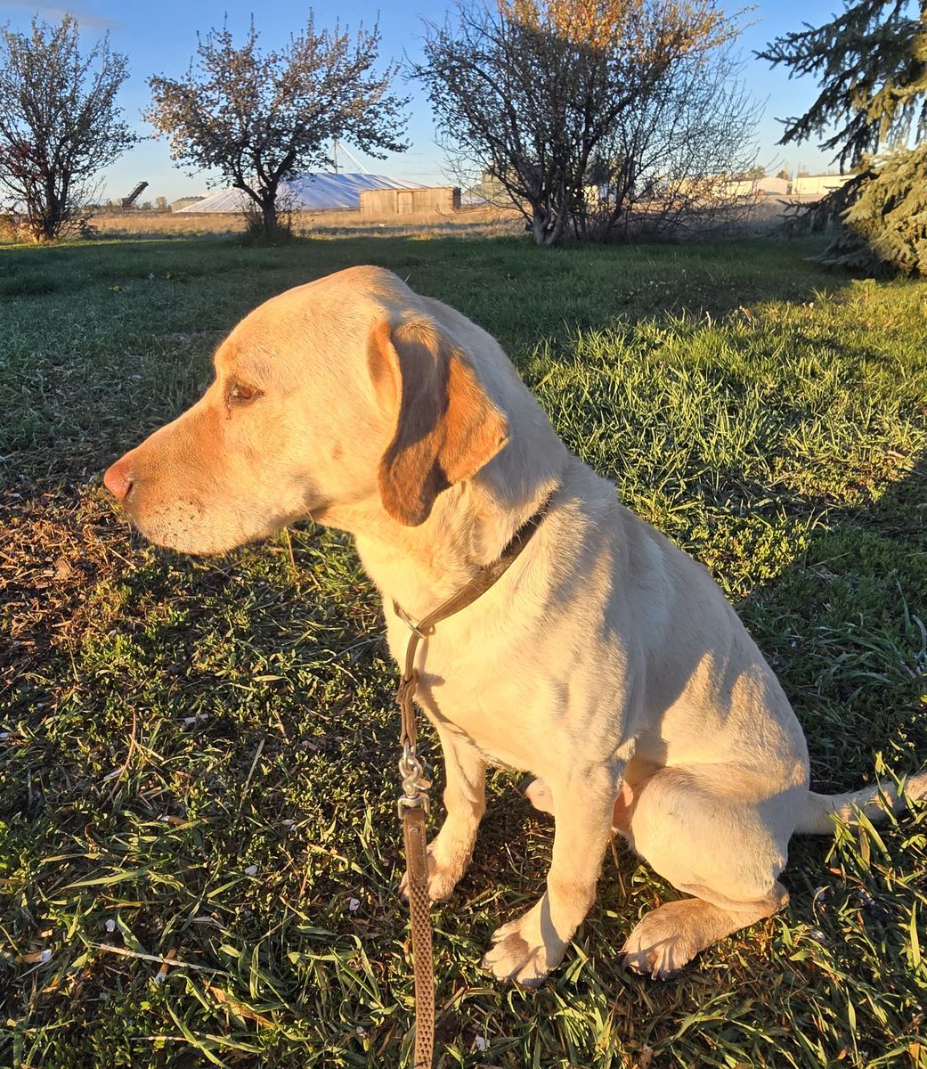 5 year old male AKC Labrador Retriever