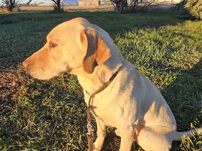 5 year old male AKC Labrador Retriever
