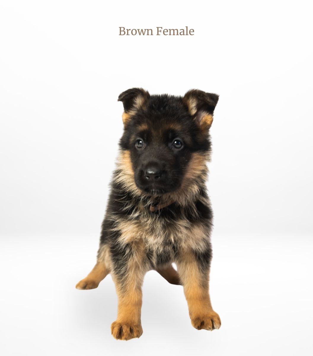 AKC Imported German Shepherd Puppies