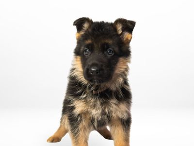 AKC Imported German Shepherd Puppies