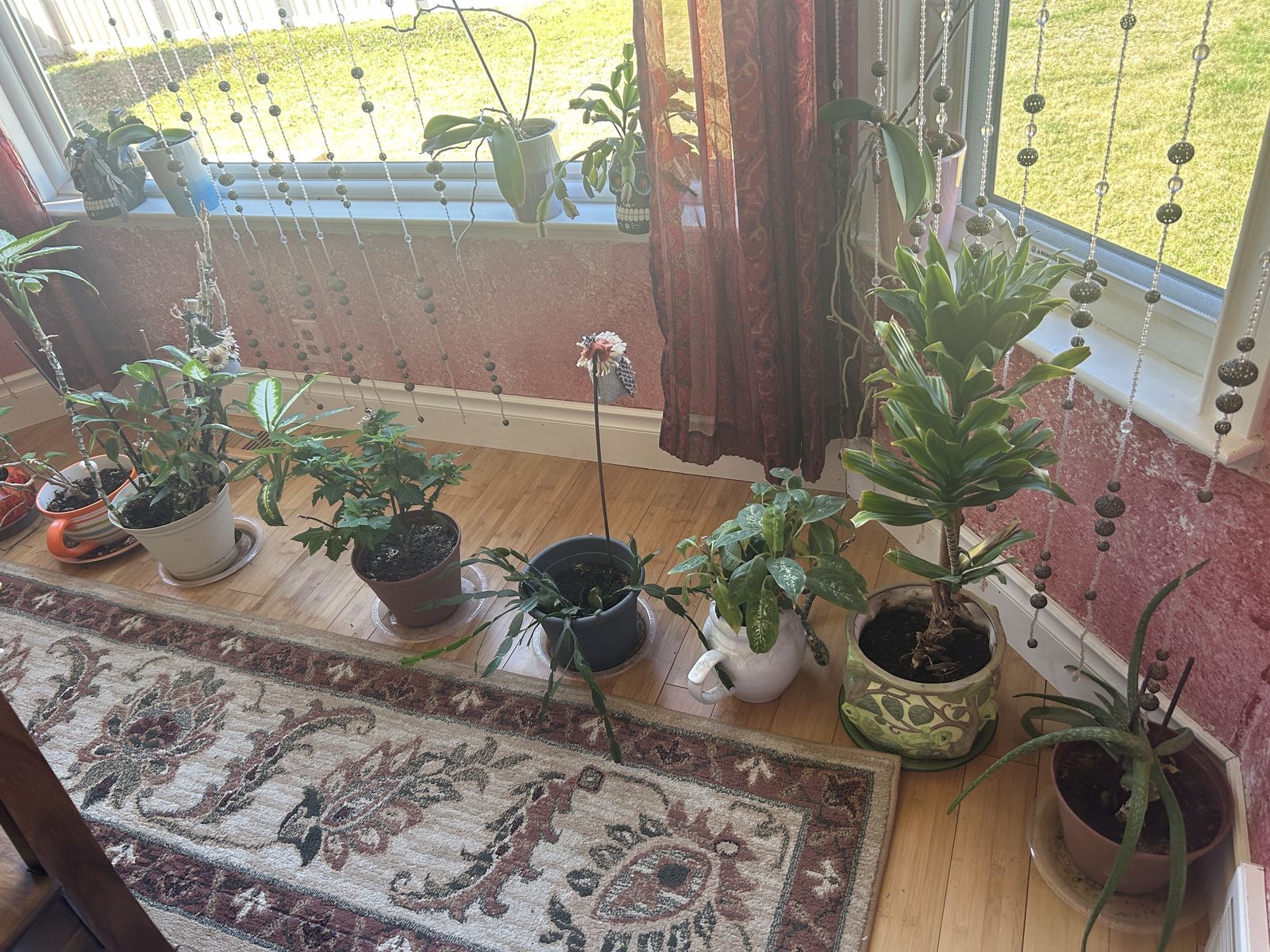 Healthy Plants for sale - over 20. Tell me which one you would like ;0