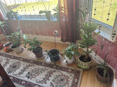 Healthy Plants for sale - over 20. Tell me which one you would like ;0