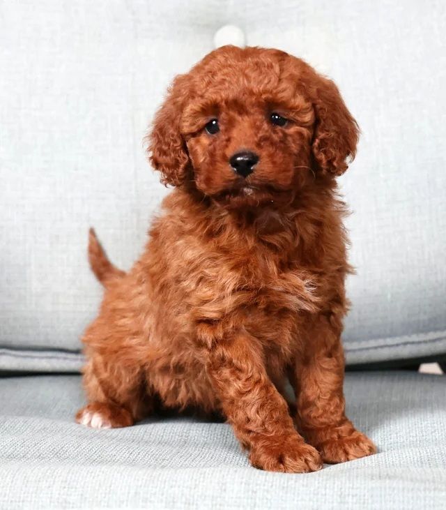 Girl Scarlett - Mini Goldendoodle - $2500