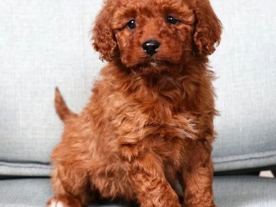 Girl Scarlett - Mini Goldendoodle - $2500