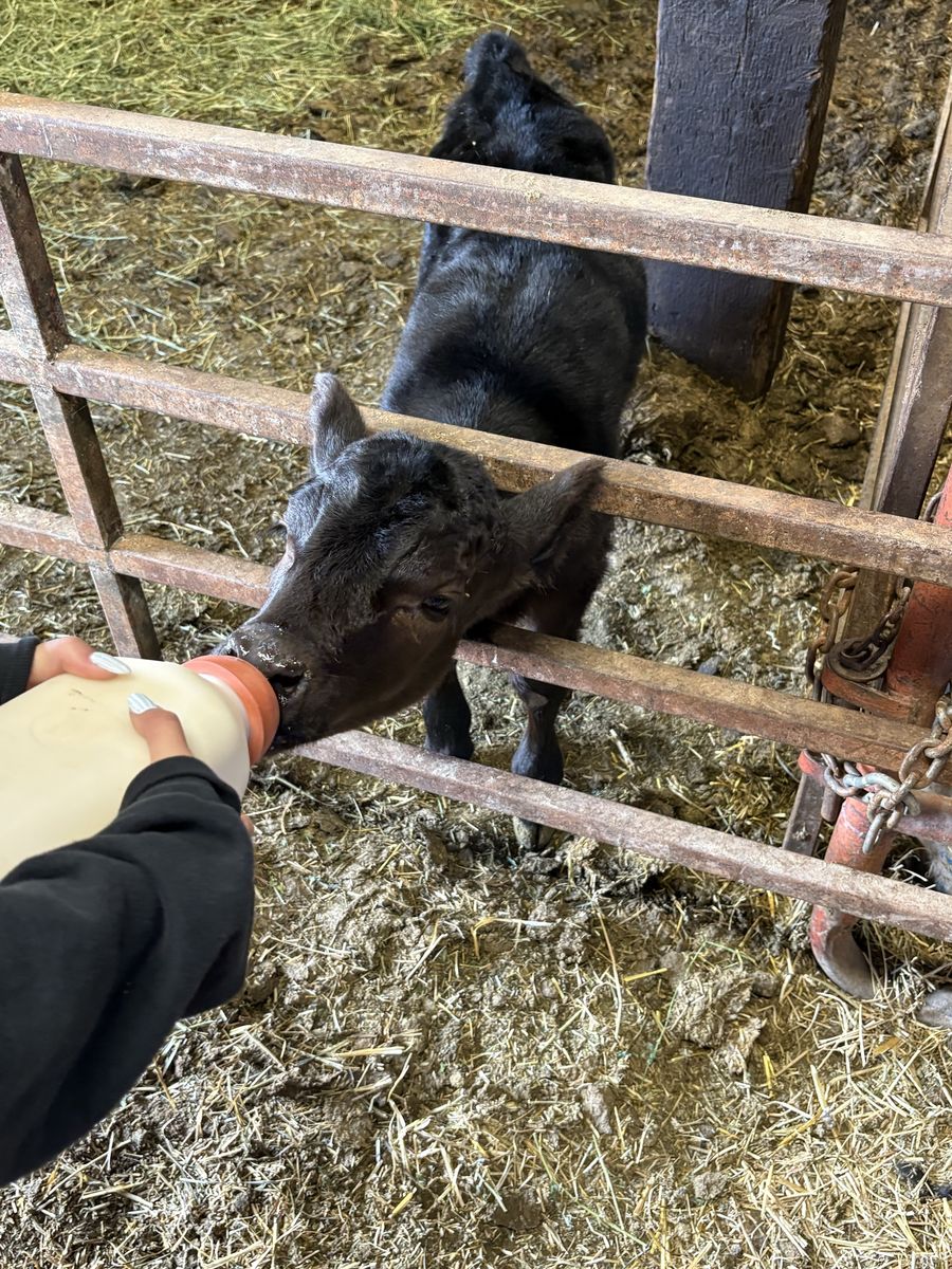 Baby calf