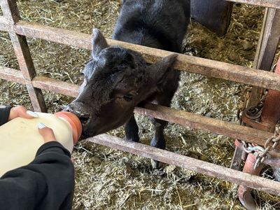 Baby calf
