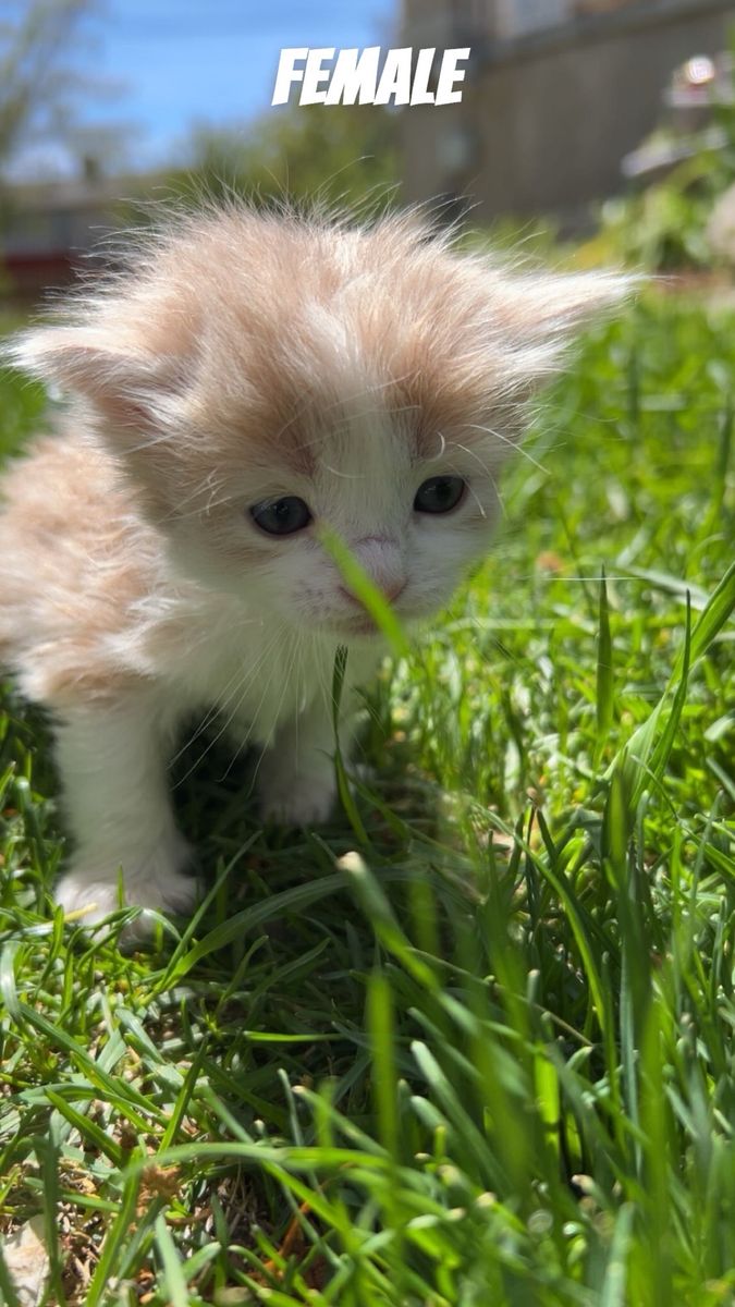 Kittens