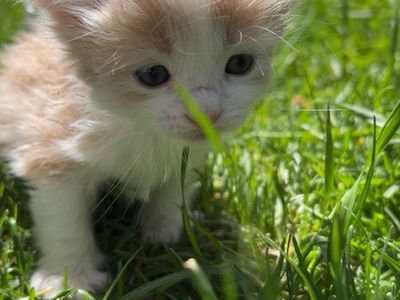 Kittens