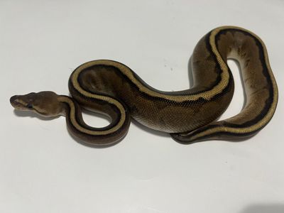 Live Ball Python Snake - #32
