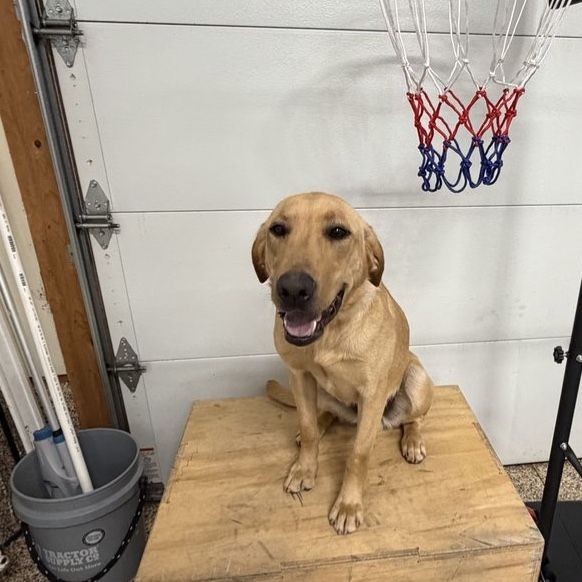 Sale Pending - AKC Yellow Labrador Retriever