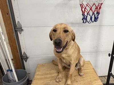 Sale Pending - AKC Yellow Labrador Retriever