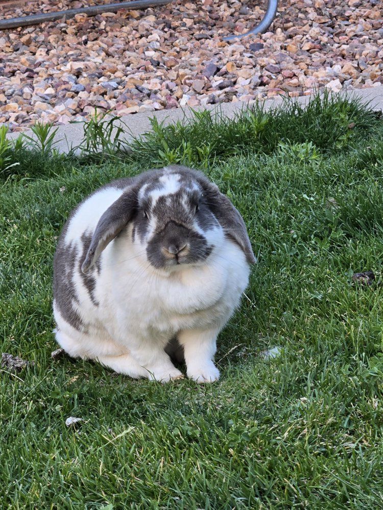Angel – 3-Year-Old Free-Roam Mixed Breed Rabbit Looking for the Right Home ️