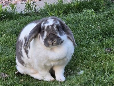 Angel – 3-Year-Old Free-Roam Mixed Breed Rabbit Looking for the Right Home ️