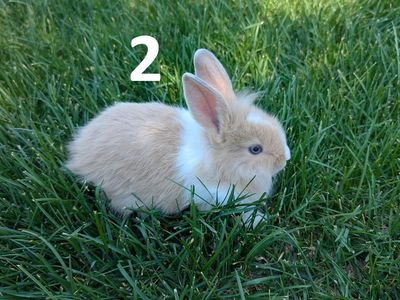Lionhead Baby Bunnies