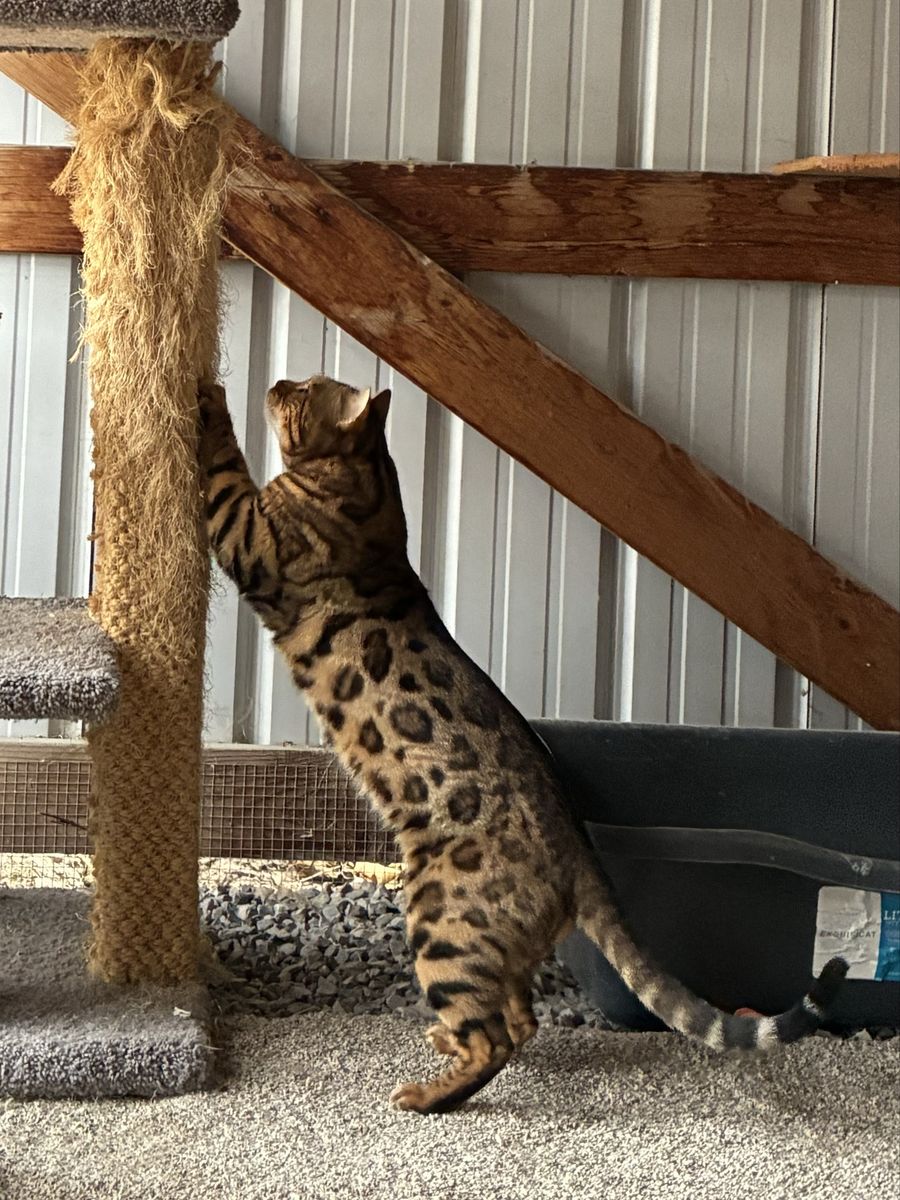 Elite Bengal stud service