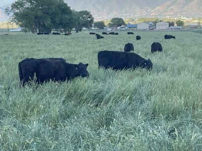ISO Pasture