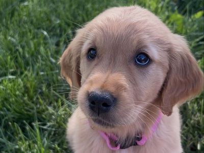 Red Golden Retriever Puppies – Purpose Bred