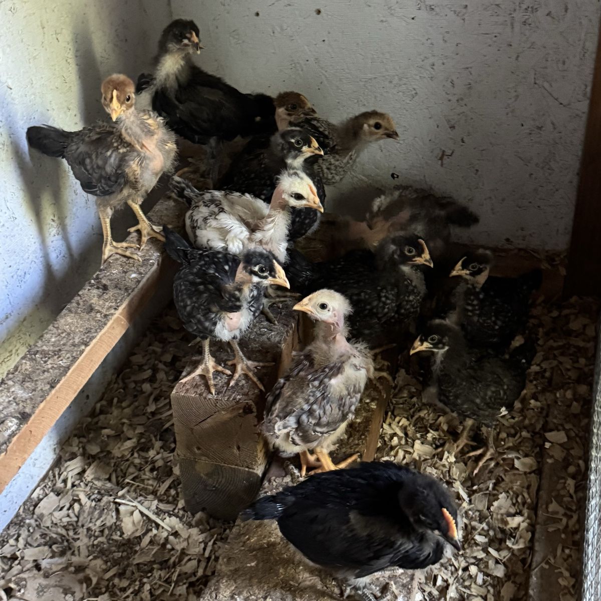 Assorted Barnyard Mix Chicks - Backyard Poultry Flock $50/13 chicks
