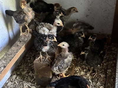 Assorted Barnyard Mix Chicks - Backyard Poultry Flock $50/13 chicks