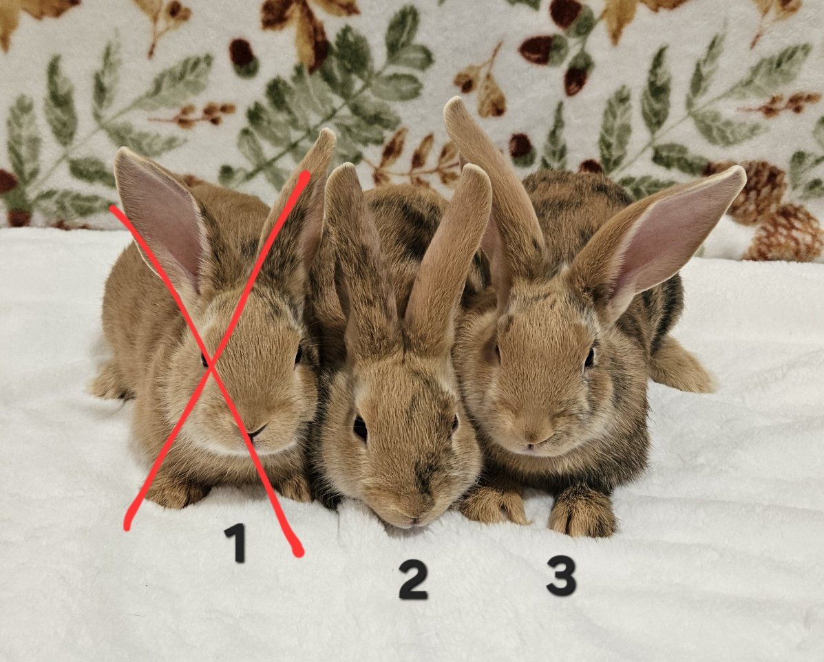 Baby Rhinelander Bunnies