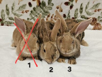 Baby Rhinelander Bunnies