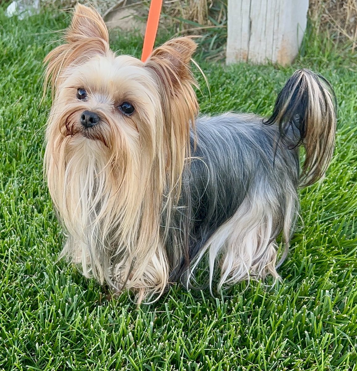 Yorkshire Terrier Stud Service: Mickey, 3.9 lbs, Pure Breed for Puppy Litters monta crece macho cachorros padrote