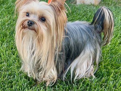 Yorkshire Terrier Stud Service: Mickey, 3.9 lbs, Pure Breed for Puppy Litters monta crece macho cachorros padrote