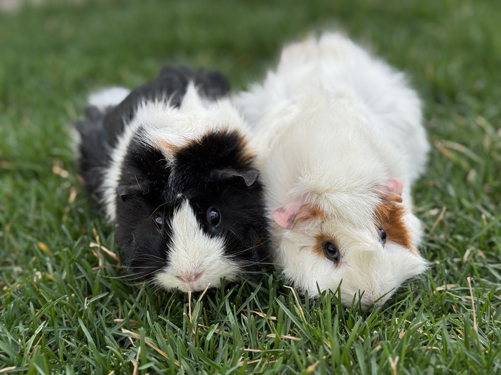 2 Adorable Female Guinea Pigs