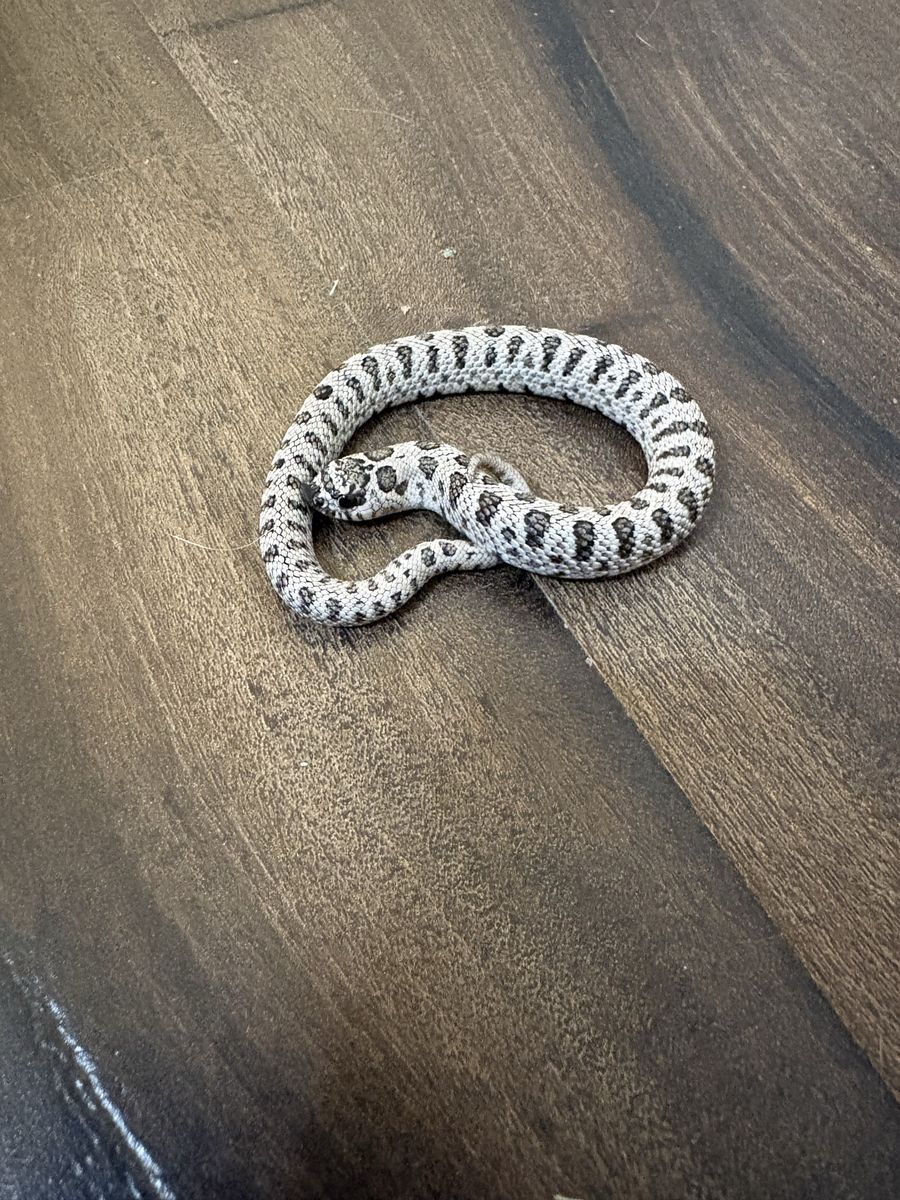 Hognose - Super Arctic -Anaconda - 50% Het Coral (Het Albino and Het Lavender) Male 2026