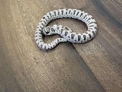 Hognose - Super Arctic -Anaconda - 50% Het Coral (Het Albino and Het Lavender) Male 2026