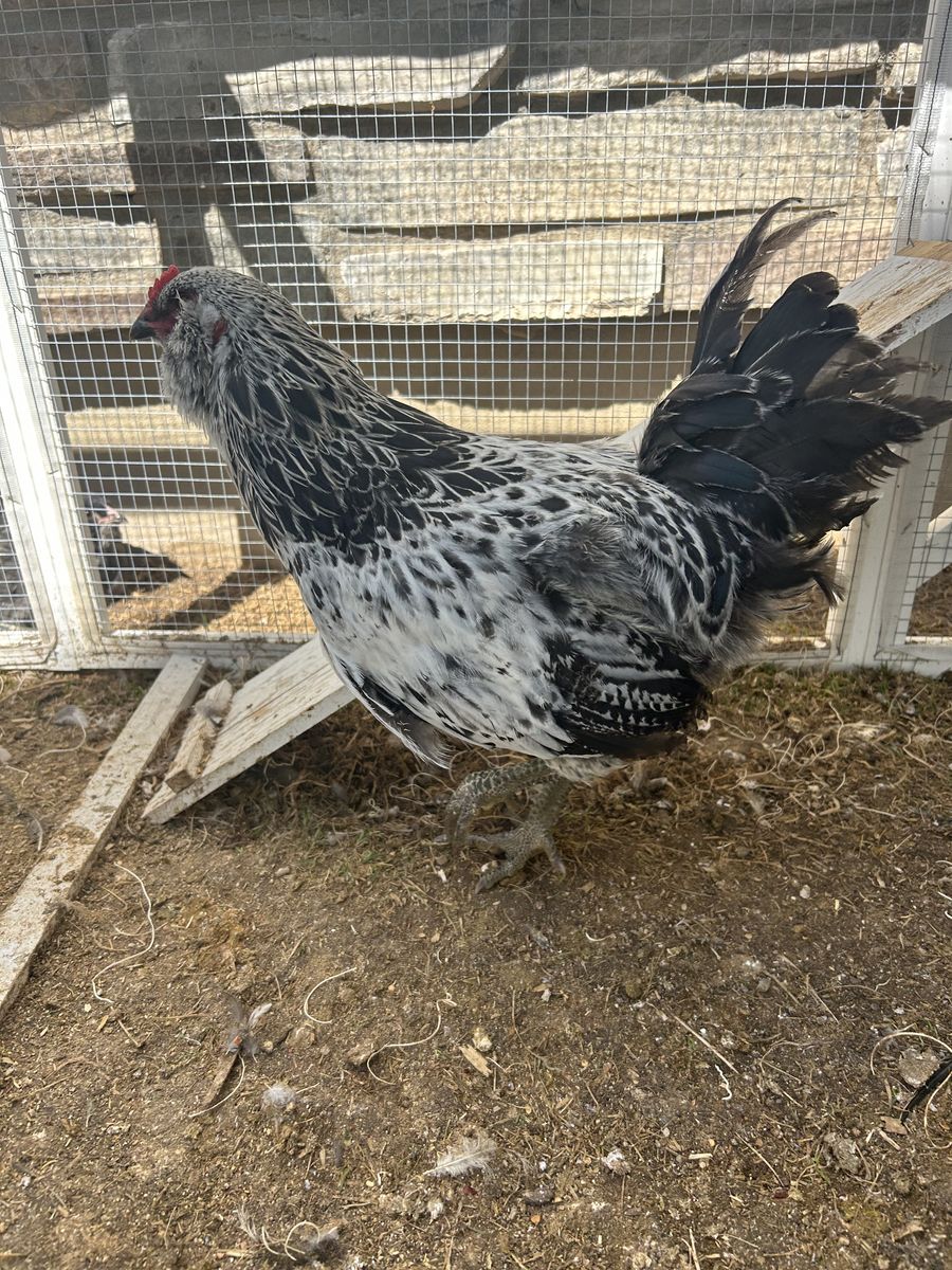 FREE Rooster